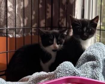 Rescue Domestic Short Hair Cats for Adoption in Closter, New Jersey - Skunk & Thumper | PetCurious