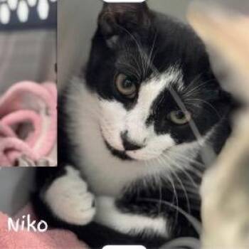 Niko - A26-??? -  Domestic Short Hair Cat for Adoption in Santa Rosa Beach, Florida - Niko - A26-??? | PetCurious