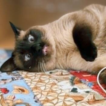 Lucille 2 -  Siamese Cat for Adoption in Austin, Texas - Lucille 2 | PetCurious