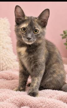 Marigold (buddies with Rambo) -  Domestic Medium Hair Cat for Adoption in Austin, Texas - Marigold (buddies With Rambo) | PetCurious