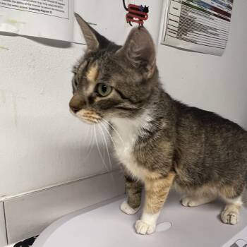 Pawamethyst -  Domestic Short Hair Cat for Adoption in St. Louis, Missouri - Pawamethyst | PetCurious