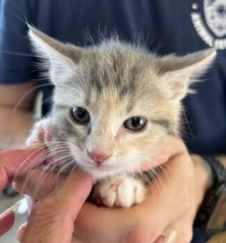 Nina -  Domestic Medium Hair and Domestic Short Hair Cat for Adoption in West Memphis, Arkansas - Nina | PetCurious