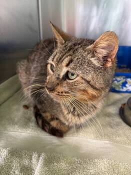 Rescue Domestic Short Hair Cats for Adoption in Ellijay, Georgia - Calvin | PetCurious