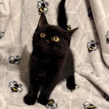 Pia -  Domestic Short Hair Cat for Adoption in Johnstown, Pennsylvania - Pia | PetCurious