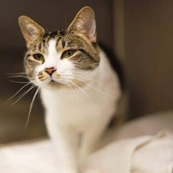 Domestic Short Hair Cats Available for Adoption in Atlanta, Georgia - Claire | PetCurious