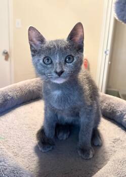 Rescue Calico Cats for Adoption in Boerne, Texas - Barbie | PetCurious