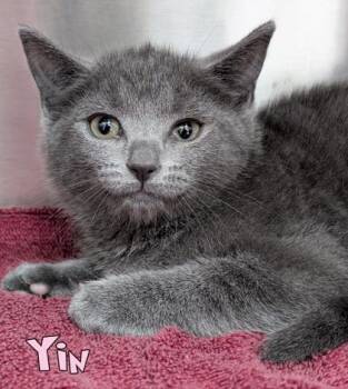 Yin (Blue Collar) -  Domestic Short Hair Cat for Adoption in Mason, Michigan - Yin (Blue Collar) | PetCurious