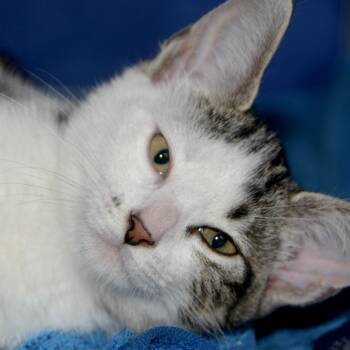 Maggie -  Domestic Short Hair Cat for Adoption in Los Angeles, California - Maggie | PetCurious