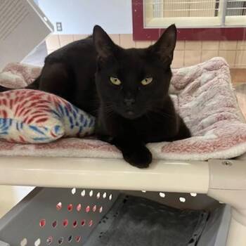 GIANNA -  Domestic Short Hair Cat for Adoption in Springfield, Massachusetts - GIANNA | PetCurious