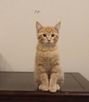 Thomas -  Domestic Short Hair Cat for Adoption in Nashville, Tennessee - Thomas | PetCurious