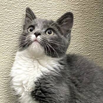 Rescue Domestic Short Hair Cats for Adoption in Richmond, California - TOMMY | PetCurious