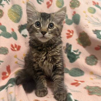 Rescue Domestic Long Hair Cats for Adoption in Brea, California - Atari | PetCurious