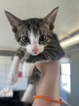 Ray -  Domestic Short Hair Cat for Adoption in West Memphis, Arkansas - Ray | PetCurious