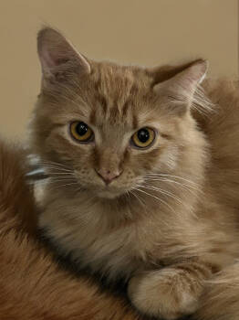 Rescue Tabby and Domestic Medium Hair Cats for Adoption in Gilbert, Arizona - Hobbes | PetCurious