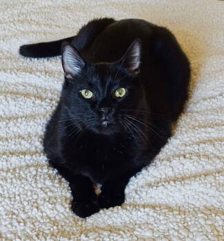 Rescue Domestic Short Hair Cats for Adoption in Fargo, North Dakota - Arlo | PetCurious