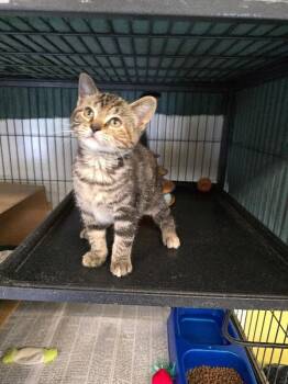Cleo -  Domestic Short Hair Cat for Adoption in Cortland, New York - Cleo | PetCurious