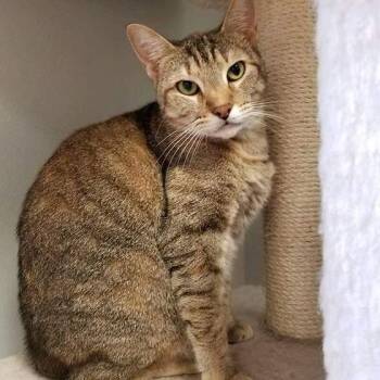 Rescue Tabby and Domestic Short Hair Cats for Adoption in Houston, Texas - Goldie (Bonded With Mr. Sweetness) | PetCurious