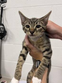 JOCK -  Domestic Short Hair Cat for Adoption in St. Peters, Missouri - JOCK | PetCurious