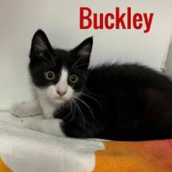 Buckley -  Domestic Short Hair Cat for Adoption in Pleasantville, New Jersey - Buckley | PetCurious