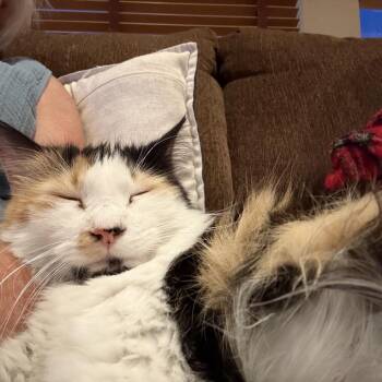 Autumn Breeze -  Domestic Long Hair Cat for Adoption in Tustin, California - Autumn Breeze | PetCurious