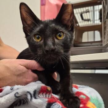 Garfunkel -  Domestic Short Hair Cat for Adoption in Chattanooga, Tennessee - Garfunkel | PetCurious