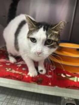 Saint -  Domestic Short Hair Cat for Adoption in Manitowoc, Wisconsin - Saint | PetCurious