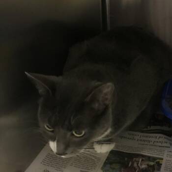 Shadow -  Domestic Short Hair Cat for Adoption in Galveston, Texas - Shadow | PetCurious