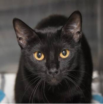 Squeaks -  Domestic Short Hair Cat for Adoption in Dallas, Texas - Squeaks | PetCurious