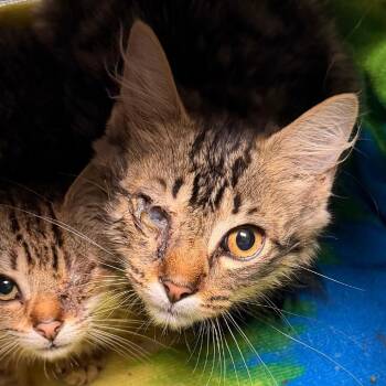 Sumi -  Domestic Short Hair Cat for Adoption in Philadelphia, Pennsylvania - Sumi | PetCurious