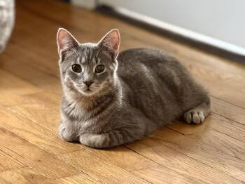 American Shorthair Cats Available for Adoption - Greyson | PetCurious