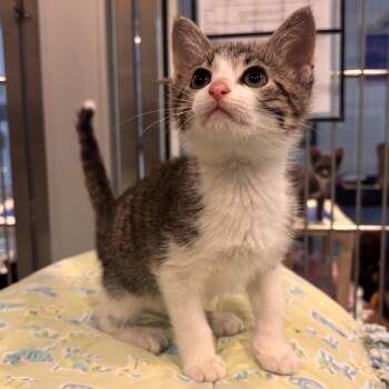 Pine -  Domestic Short Hair Cat Available for Adoption in Charleston, South Carolina - Pine | PetCurious