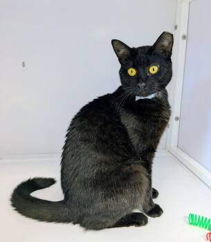 Garbo -  Domestic Short Hair Cat for Adoption in Alexandria, Virginia - Garbo | PetCurious