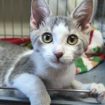 Pansy -  Domestic Short Hair Cat for Adoption in West Jefferson, Ohio - Pansy | PetCurious
