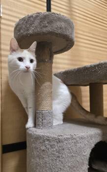 Pip -  Domestic Short Hair Cat for Adoption in Phoenix, Arizona - Pip | PetCurious
