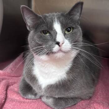 Domestic Short Hair Cats Available for Adoption in Middleburg, Florida - Allegria 28479 | PetCurious