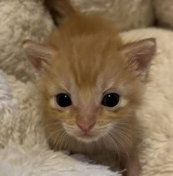 Orbit -  Domestic Short Hair Cat for Adoption in West Memphis, Arkansas - Orbit | PetCurious
