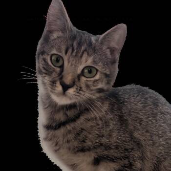Honeynut -  Domestic Short Hair Cat for Adoption in Medford, Oregon - Honeynut | PetCurious