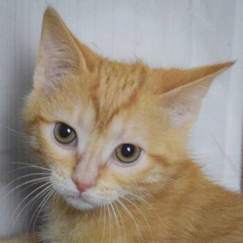 Tabby and Domestic Short Hair Cats Available for Adoption in Huntley, Illinois - Judy Hopps | PetCurious