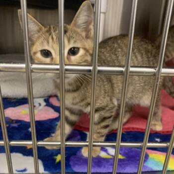 Carrie -  Domestic Short Hair Cat for Adoption in West Palm Beach, Florida - Carrie | PetCurious
