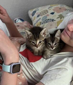 Prim -  Domestic Short Hair Cat for Adoption in Austin, Texas - Prim | PetCurious
