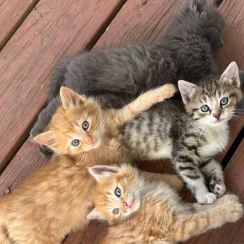 Lilly -  Domestic Short Hair Cat for Adoption in Ringtown, Pennsylvania - Lilly | PetCurious