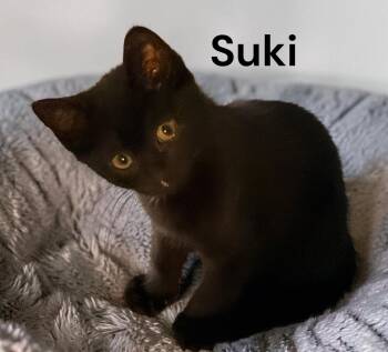 Suki -  Domestic Short Hair Cat Available for Adoption in Weems, Virginia - Suki | PetCurious
