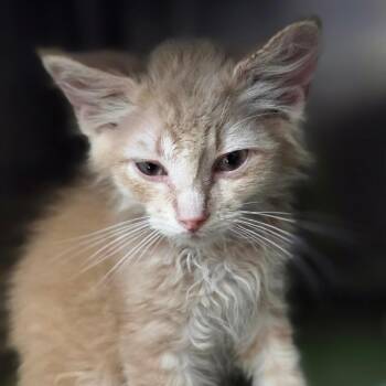 Fluff Meister -  Domestic Medium Hair Cat for Adoption in Windsor, Virginia - Fluff Meister | PetCurious