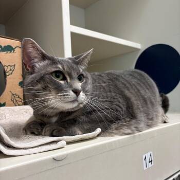 Maddie -  Domestic Short Hair Cat for Adoption in Fairport, New York - Maddie | PetCurious