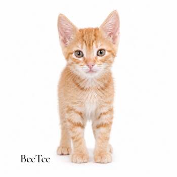 BeeTee -  Domestic Short Hair Cat Available for Adoption in Stevensville, Michigan - BeeTee | PetCurious