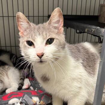 Lavendar -  Domestic Short Hair Cat for Adoption in Saginaw, Michigan - Lavendar | PetCurious