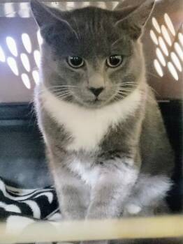 5128 Blinkum -  Domestic Short Hair Cat for Adoption in Hartwell, Georgia - 5128 Blinkum | PetCurious