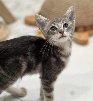 Tucker 4.24.26 (prespay) -  Domestic Short Hair Cat for Adoption in Apopka, Florida - Tucker 4.24.26 (prespay) | PetCurious