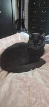 JOHNNY CASH -  Domestic Short Hair Cat for Adoption in Northfield, Ohio - JOHNNY CASH | PetCurious