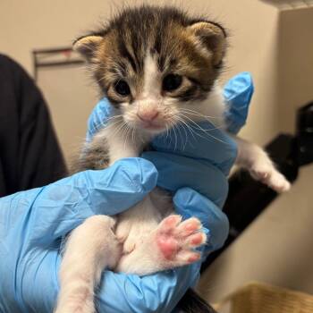 Dito -  Domestic Short Hair Cat for Adoption in Yuma, Arizona - Dito | PetCurious